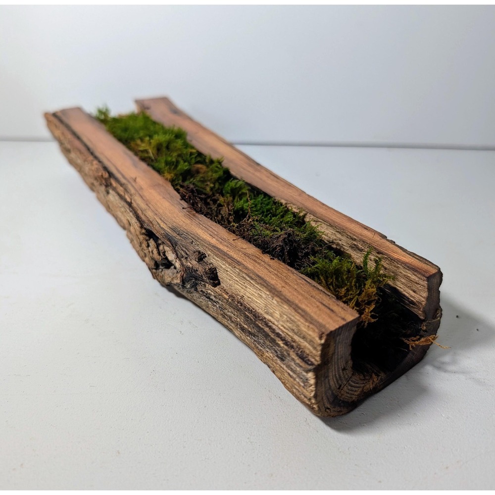 Black Locust Hollow Root Fairy garden or Gemstone Display. 9" x 2.5".